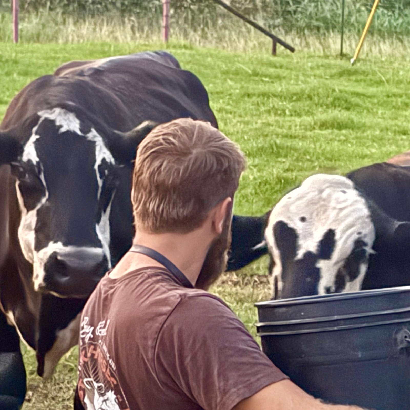 Trailer and hay with cattle nearby