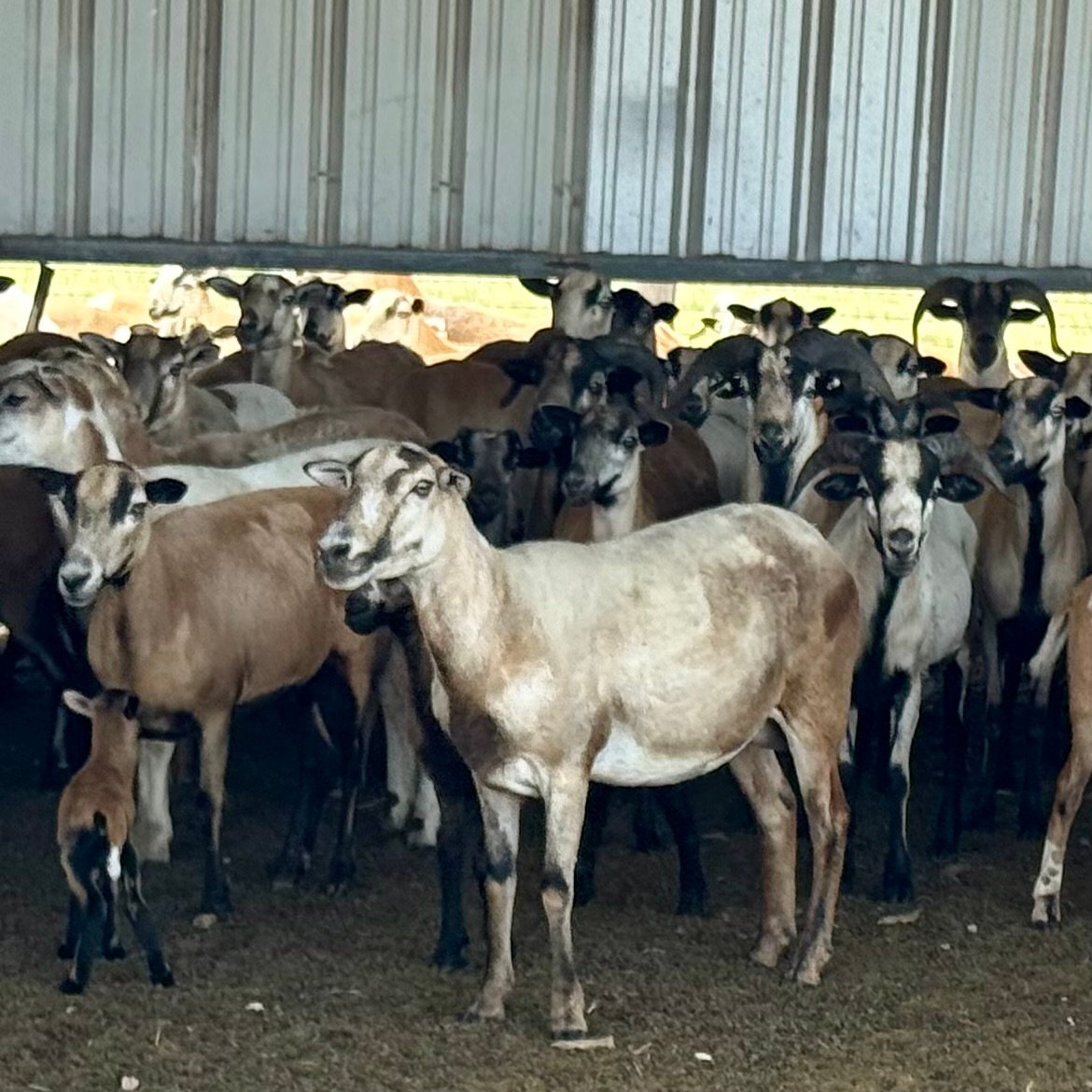 Goats in the barn shade