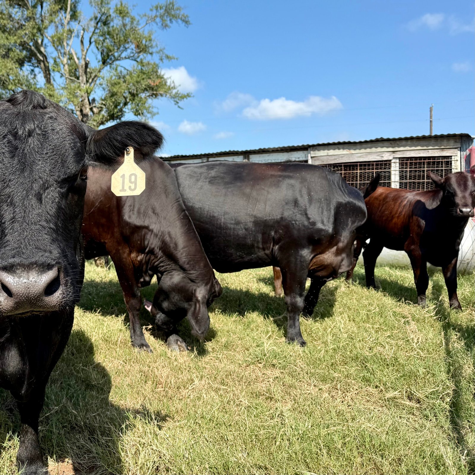 Black cattle grazing near the pens