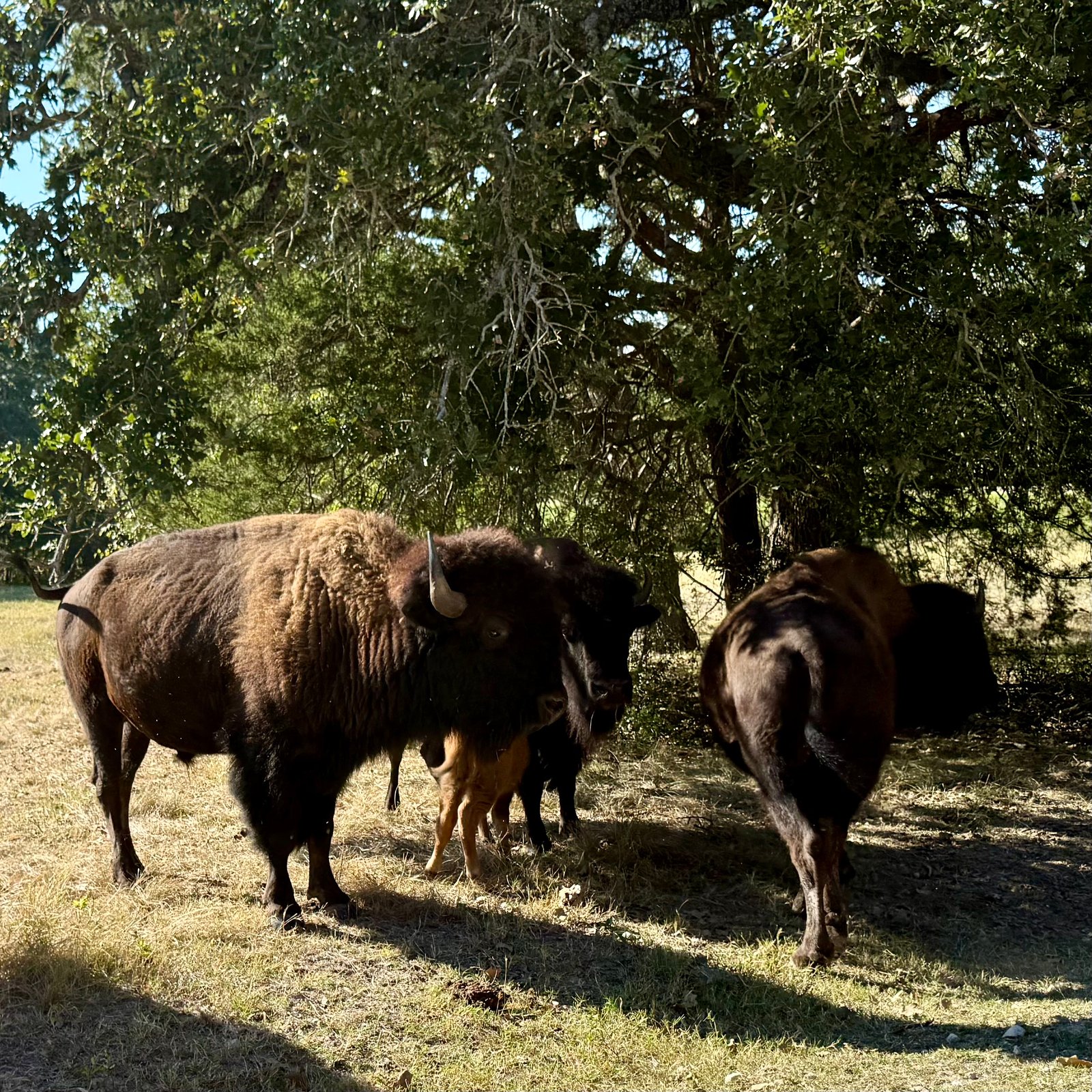 Pasture view beneath the oaks
