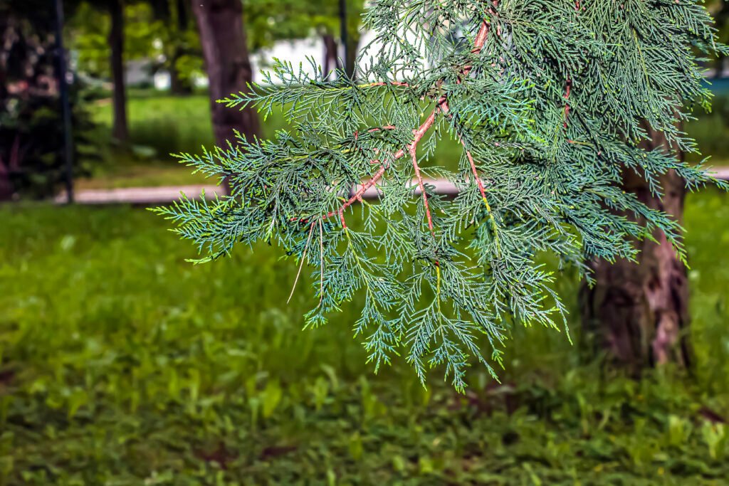 cypress leaves, cupressocyparis leylandii, beautiful green leaf texture