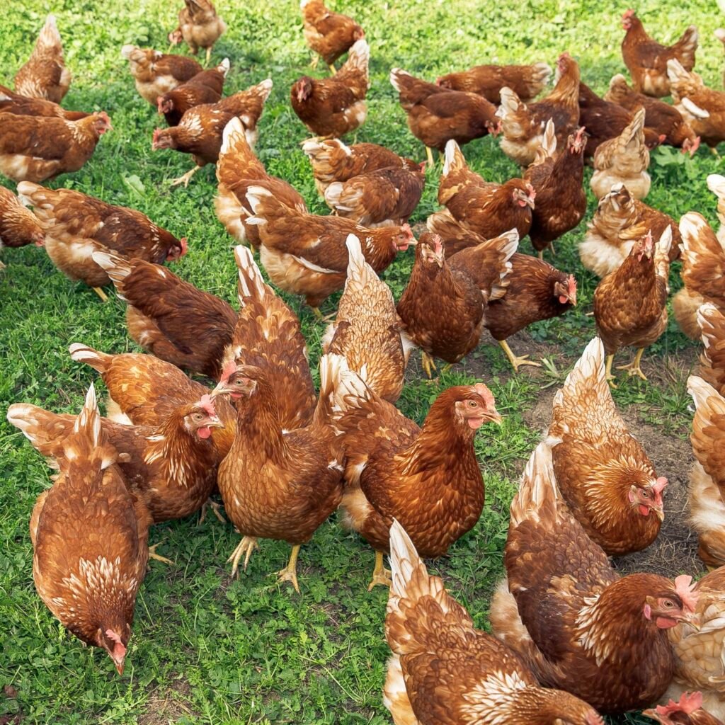 flock of free range chickens foraging on green grass, enjoying natural environment, poultry farming concept
