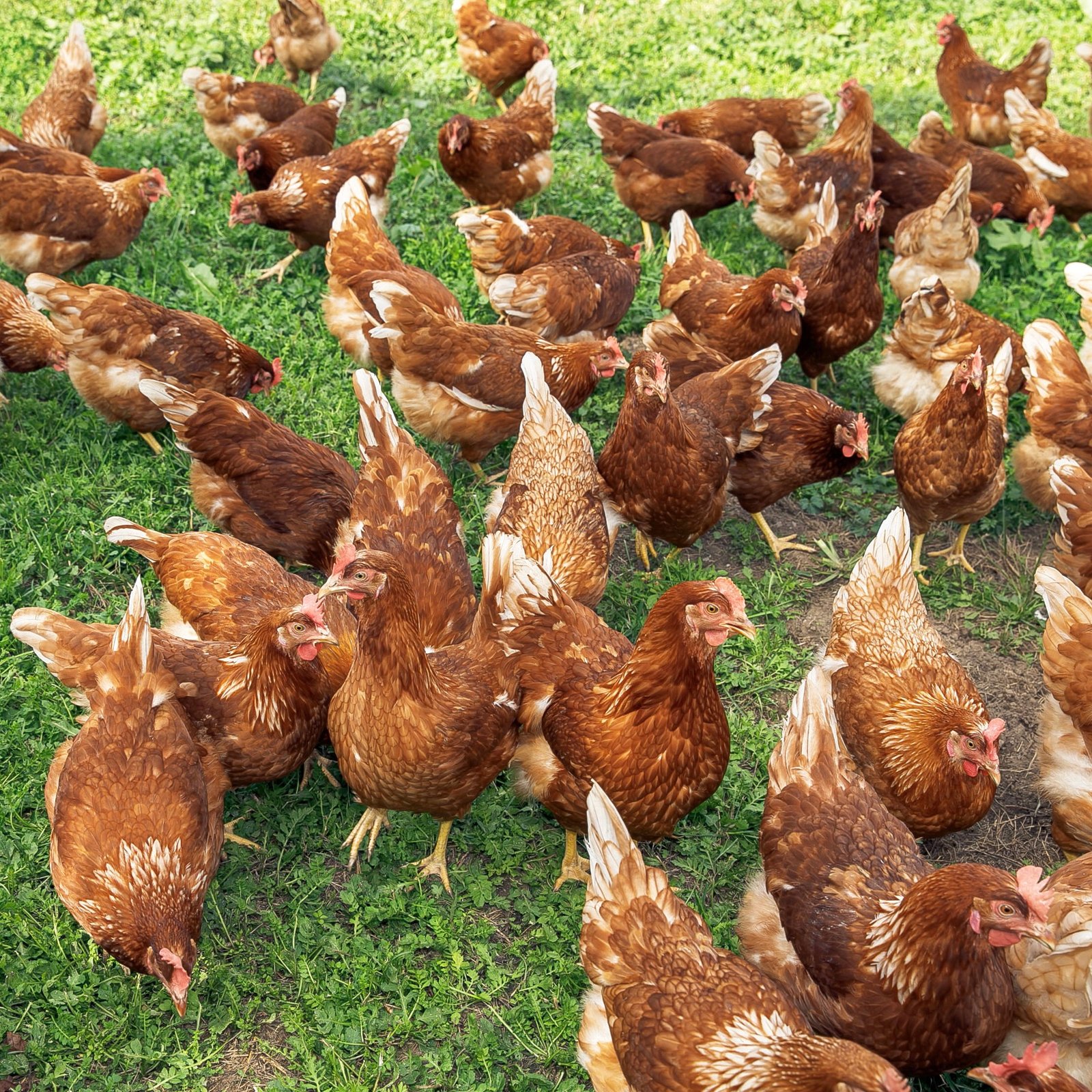 Free-range chickens on green grass