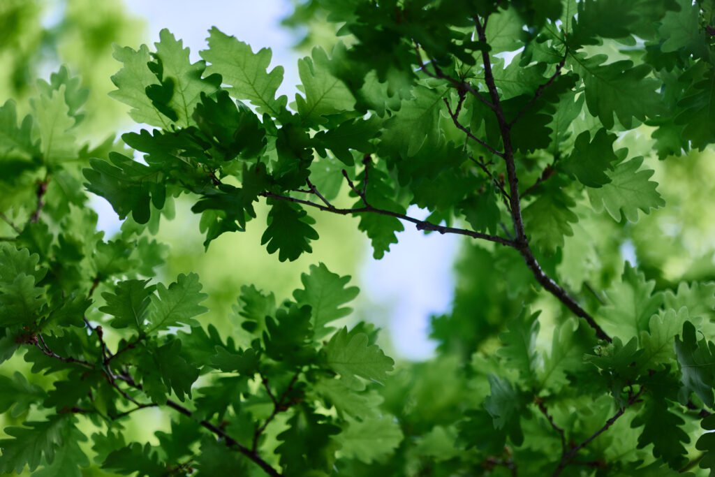 green fresh leaves on the branches of an oak close up against the sky in sunlight. care for nature and ecology, respect for the earth